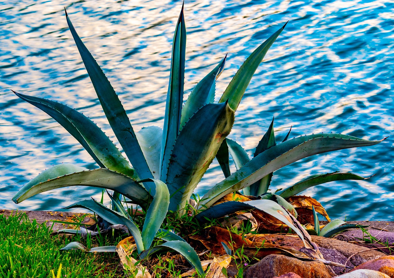 Kamloops drought tolerant xeriscape yard